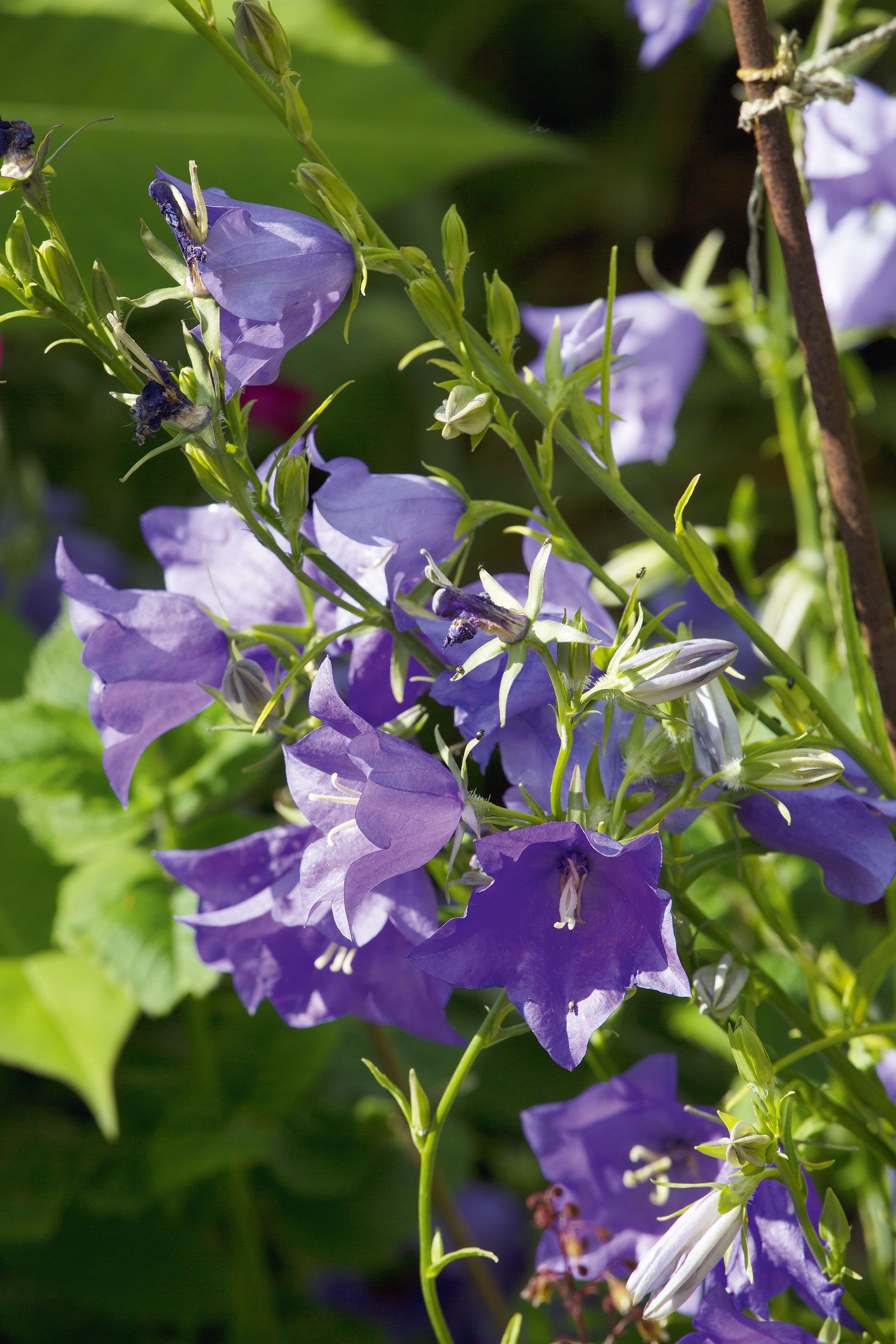 Campanula Canterbury Bells in best cottage garden plants