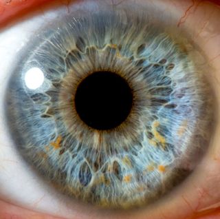 New Body Part Layer In Human Eye Discovered Live Science