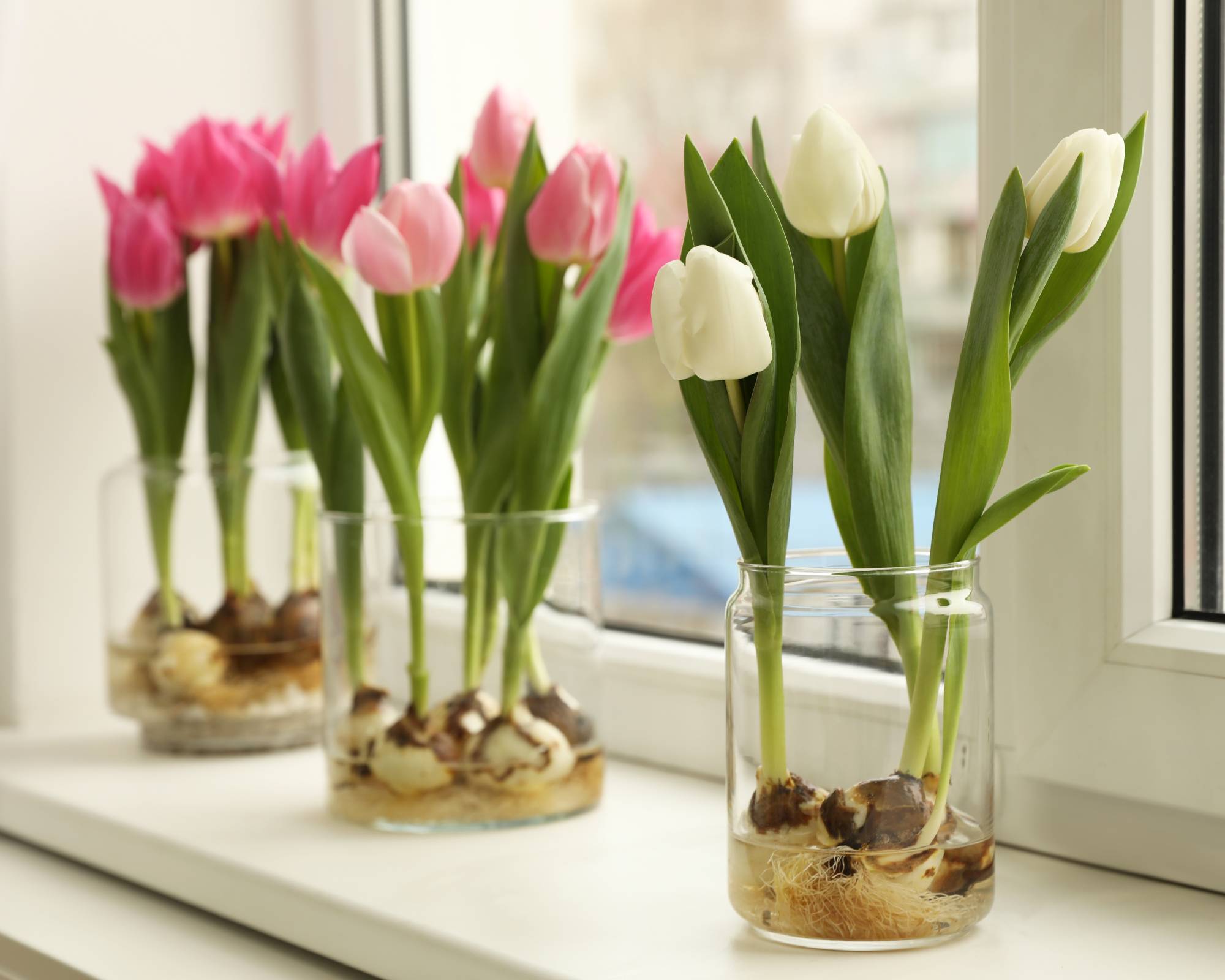 Tulips forced in water on windowsill