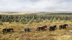 Bellever-ponies-1_360479161_628284092.jpeg