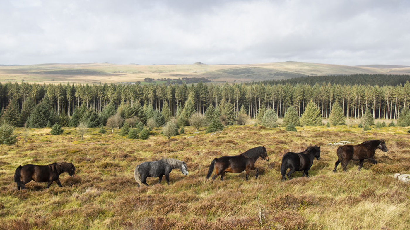 Bellever-ponies-1_360479161_628284092.jpeg