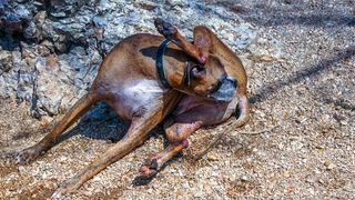 Dog licking their butt