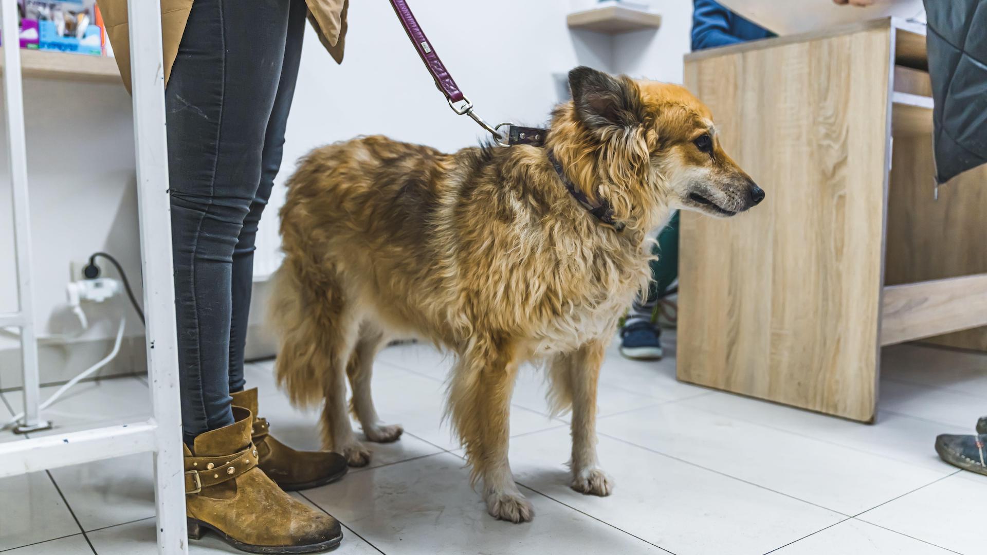 Dog on leash at vet clinic