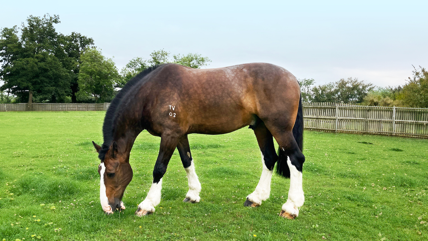 Alas happily grazing at the Home of Rest for Horses.