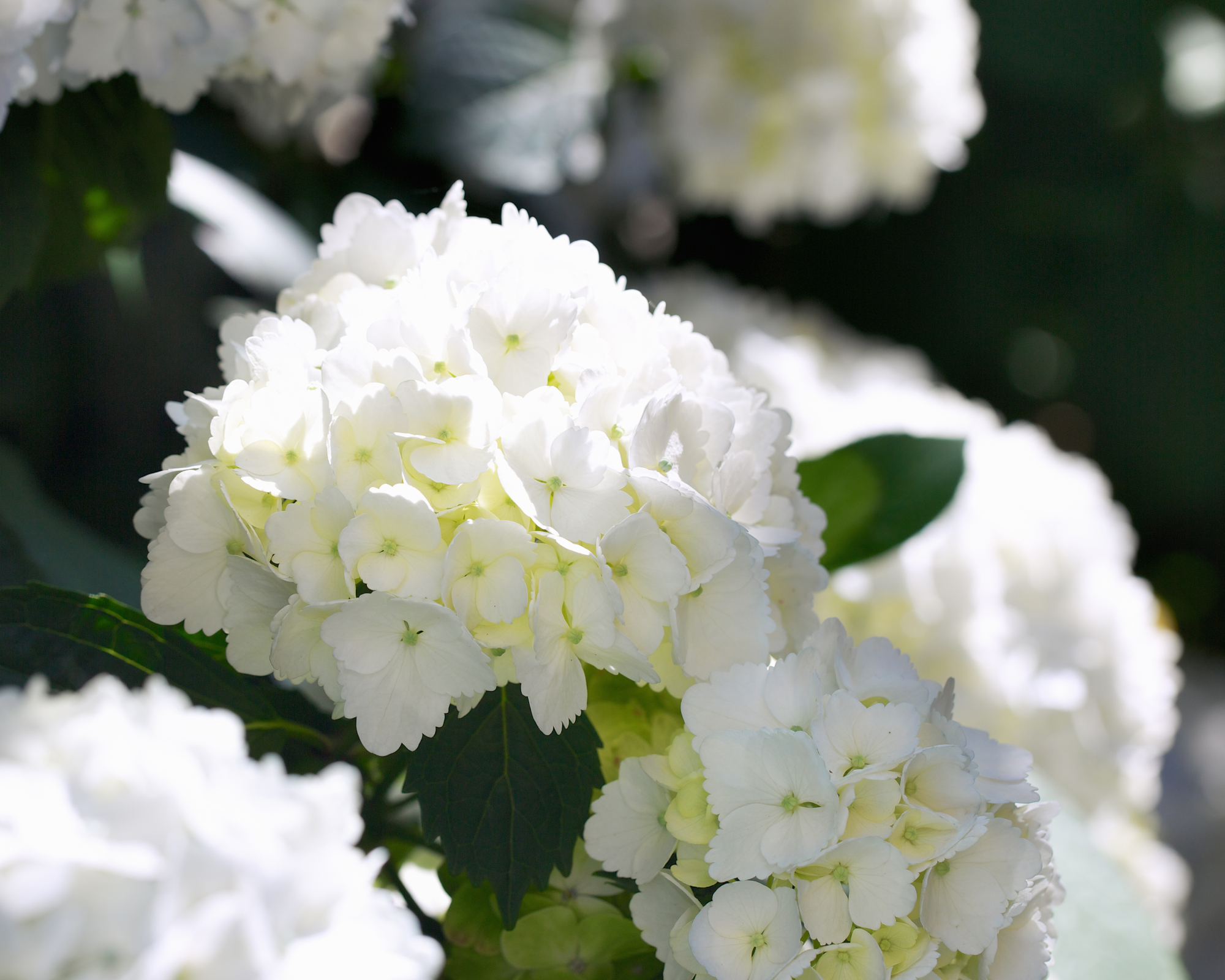 White mophead hydrangea blooms