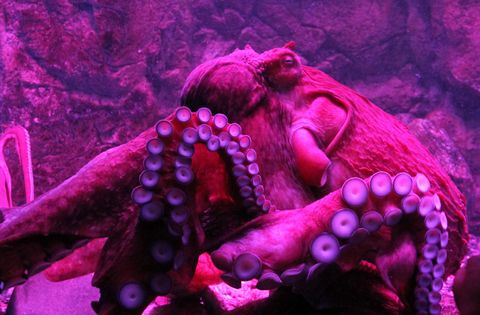 No, Octopuses Don't Come From Outer Space | Live Science