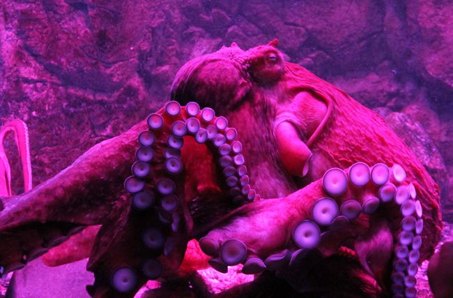 The Unexpected Place Octopuses Are Found - nff6n2d