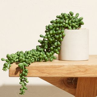 string of pearl succulent on wooden table with green colour