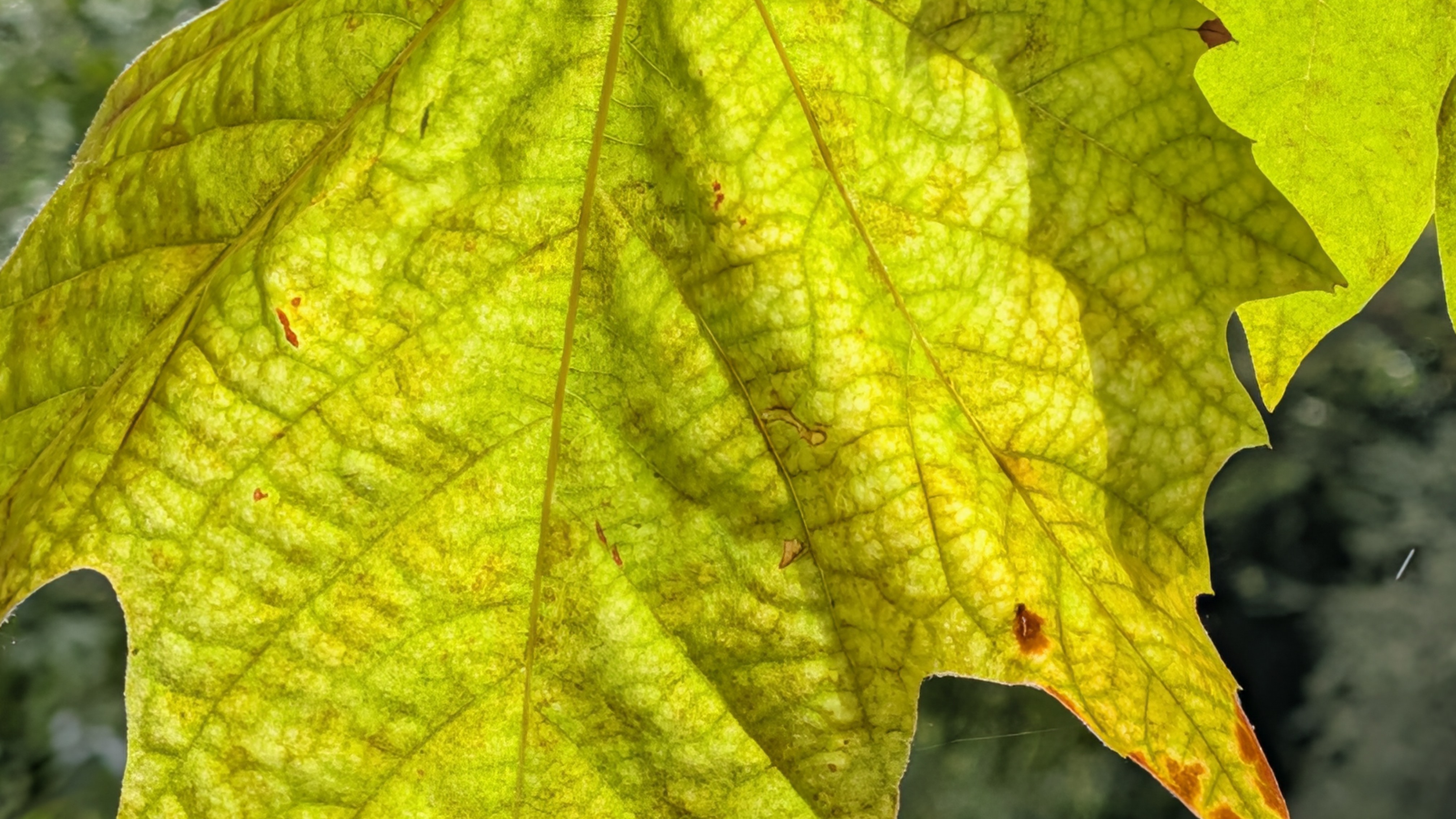 Google Pixel 10 Pro XL review – camera images