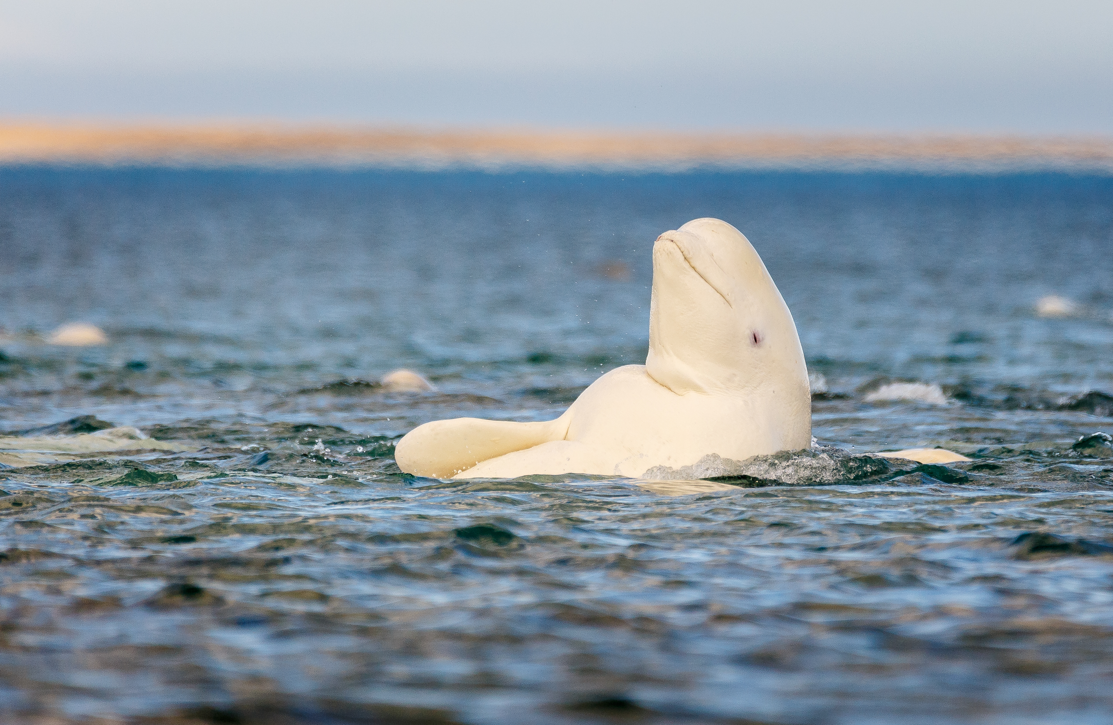 Beluga whale porpoising in an icy sea