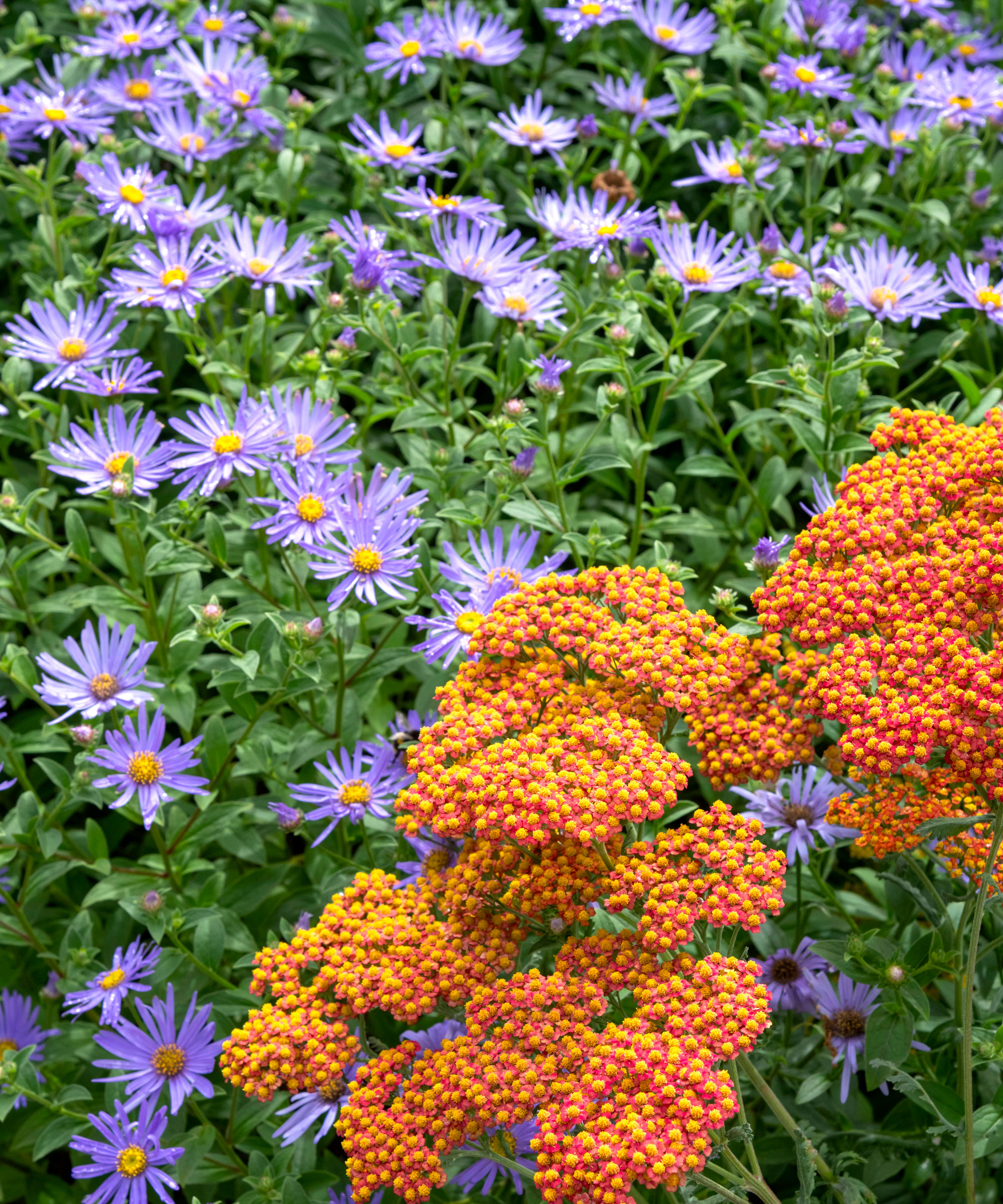 purple asters and orange achillea in backyard border planting