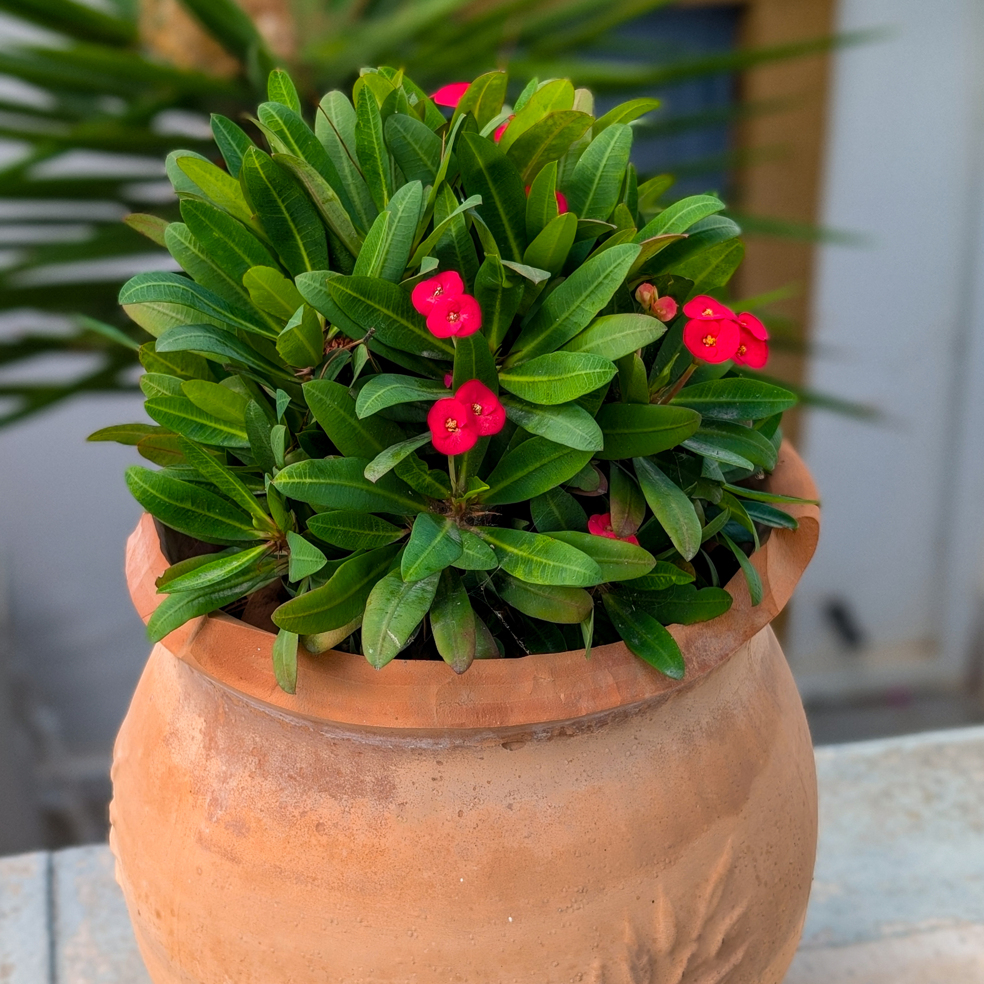 Crown of thorn plant in a terracotta pot.