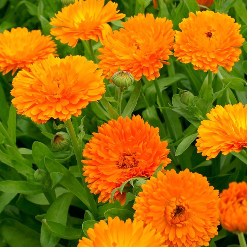 Orange marigold flowers