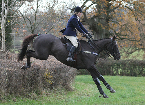 Denman-hedge.jpeg