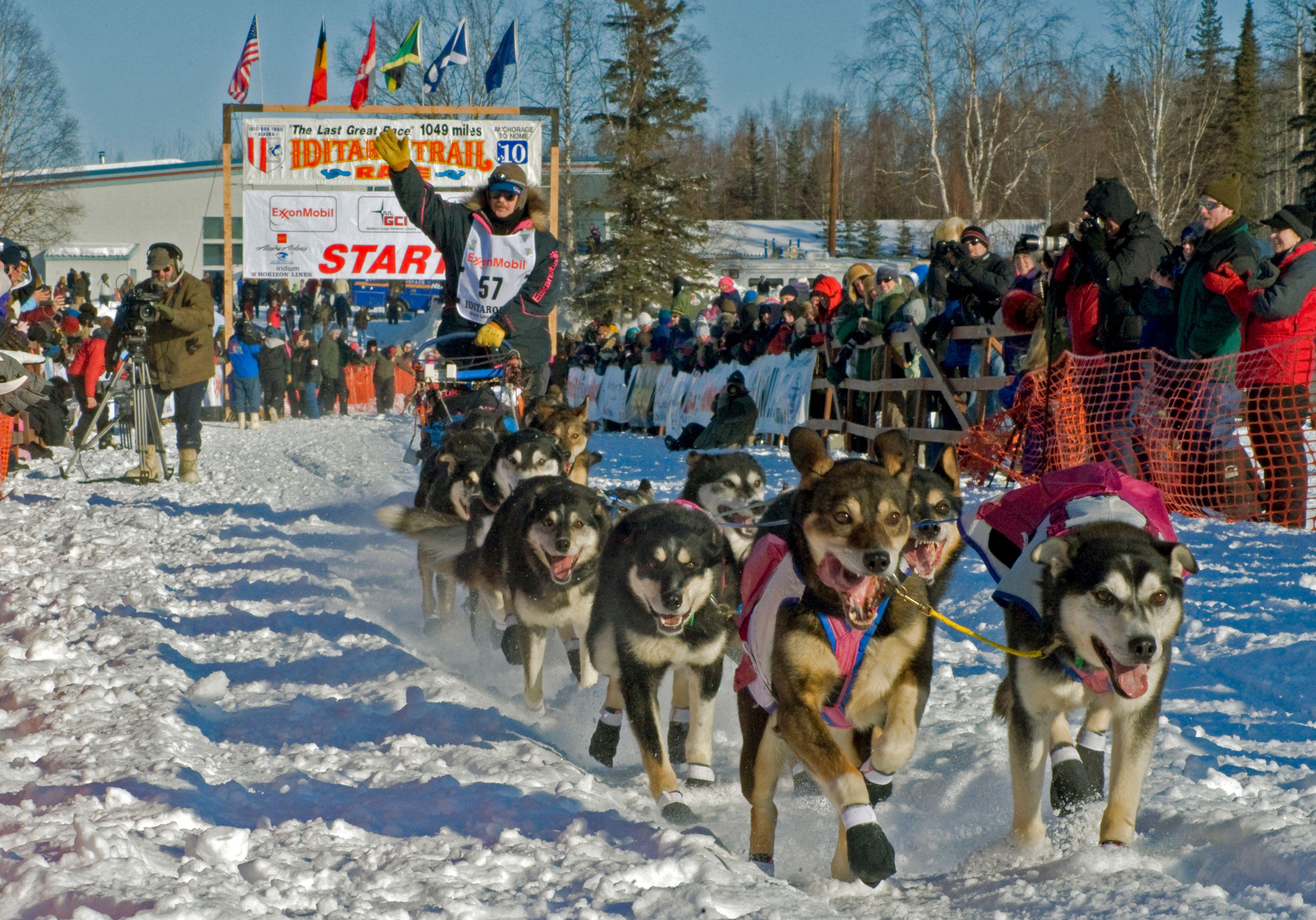 A musher waves as his dog team charges past the start line of the Iditarod Trail Sled Dog Race, crowds lining the track.