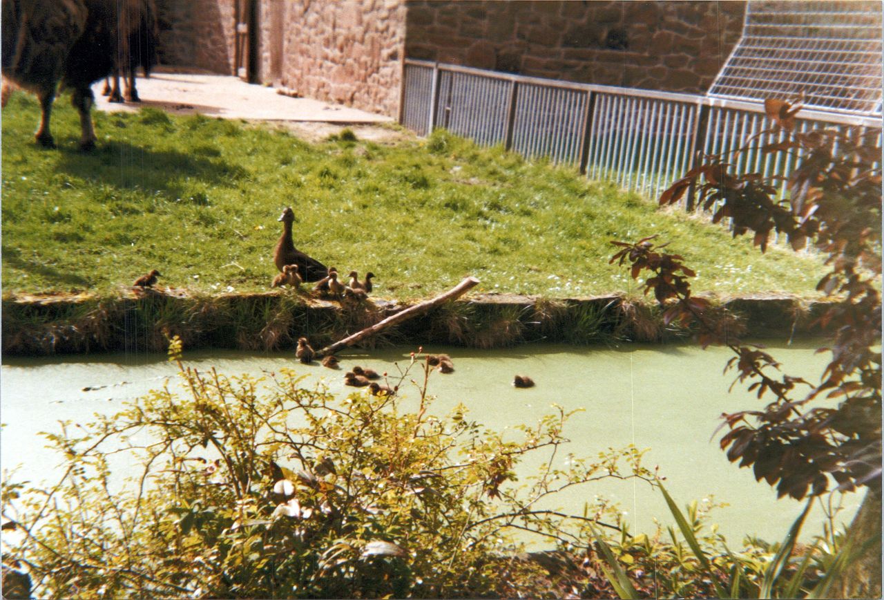 old scanned 6x4 photo prints