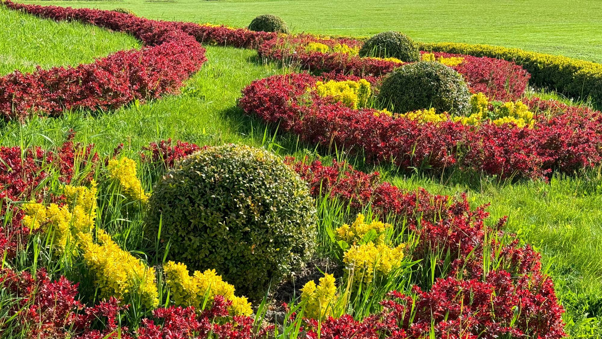 Japanese barberry and boxwood topiaries