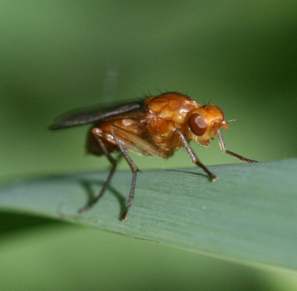 Carrot Rust Fly Maggot