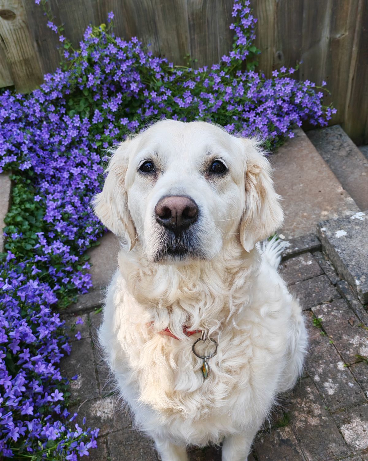 Honor 400 Pro sample images
