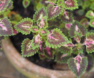 Coleus