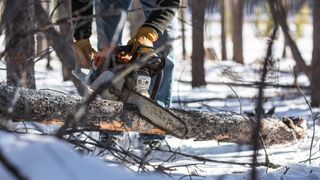 Chainsaw being used on tree in snowy conditions