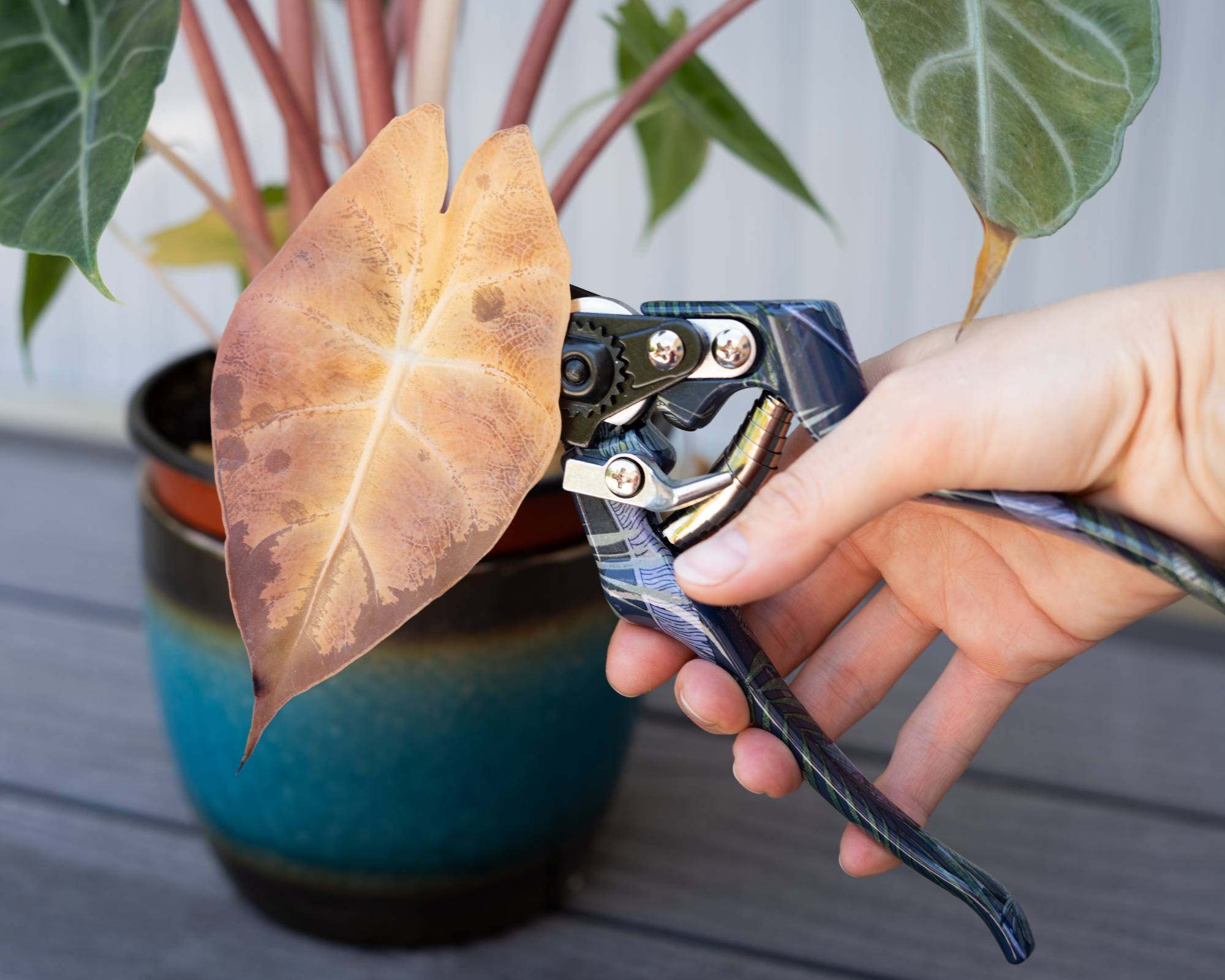 Gardner pruning a houseplant