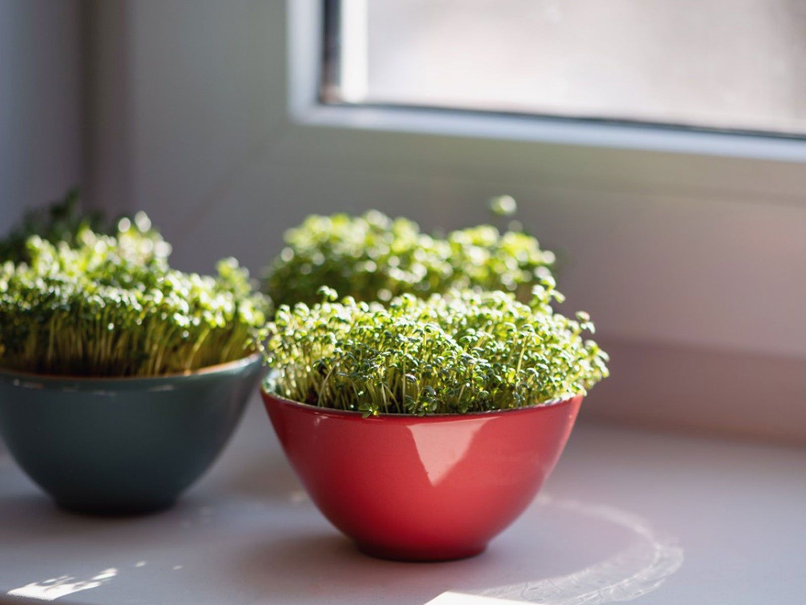 Indoor Edibles: Best Herbs And Vegetables To Grow Indoors | Gardening Know  How