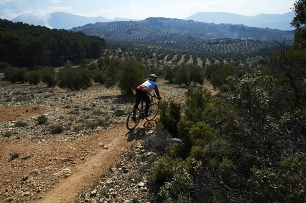 A racer descends through the olive tree groves.