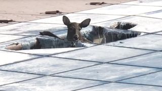 A deer is stuck in a pool.