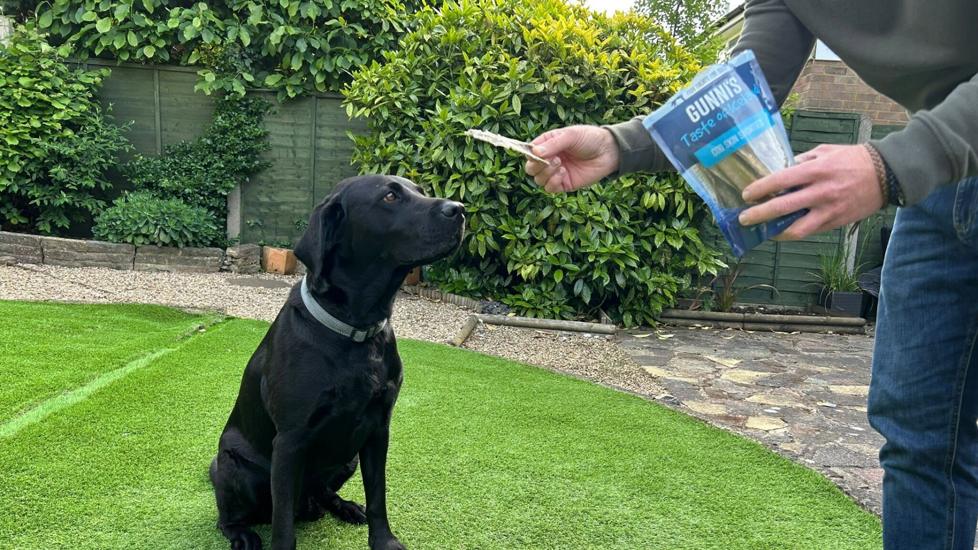 Paul's hand holding the Gunni’s Cod Skin Shorties (one of the best long-lasting dog chews) and holding one out to his dog Hugo who is sitting on grass