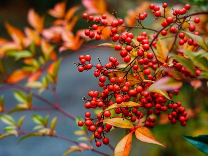 Red Nandina Berries