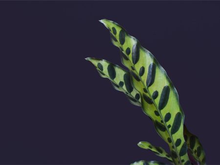 Close up of rattlesnake plant leaves against a dark blue background