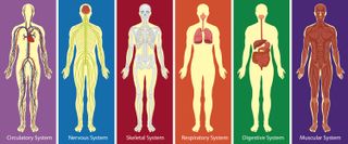 simple diagram depicting 6 organ systems in the human body
