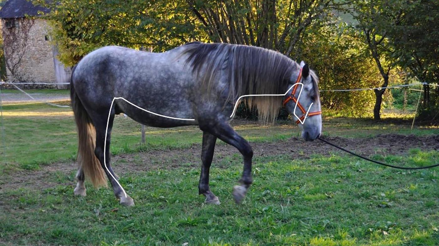 A picture of a horse with the stomach meridian draw on