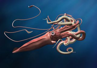 Giant squid illustration.