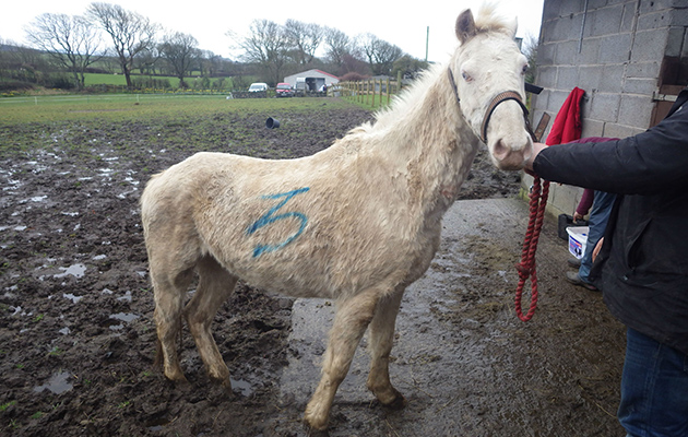 Polo before