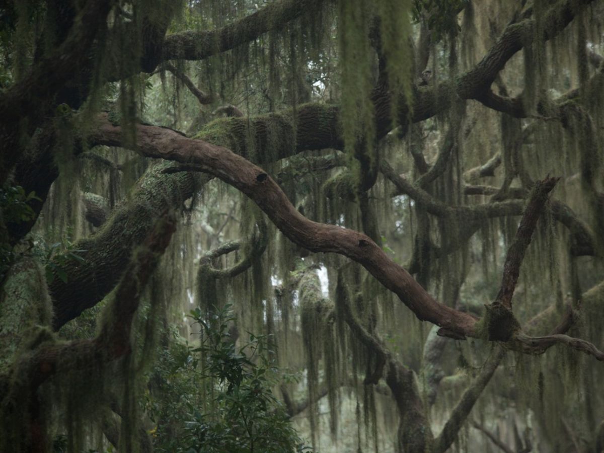 Spanish Moss Information Is Spanish Moss Removal For You Gardening Know How