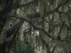 Large Tree With Long Hanging Spanish Moss