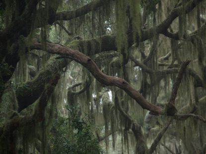 Spanish Moss Information - Is Spanish Moss Removal For You