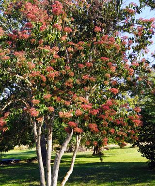 Red seed heads on seven son flower tree