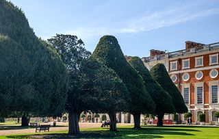 Avenue of trees at Hampton Court Palace Richmond England. Image shot 04/2015. Exact date unknown.