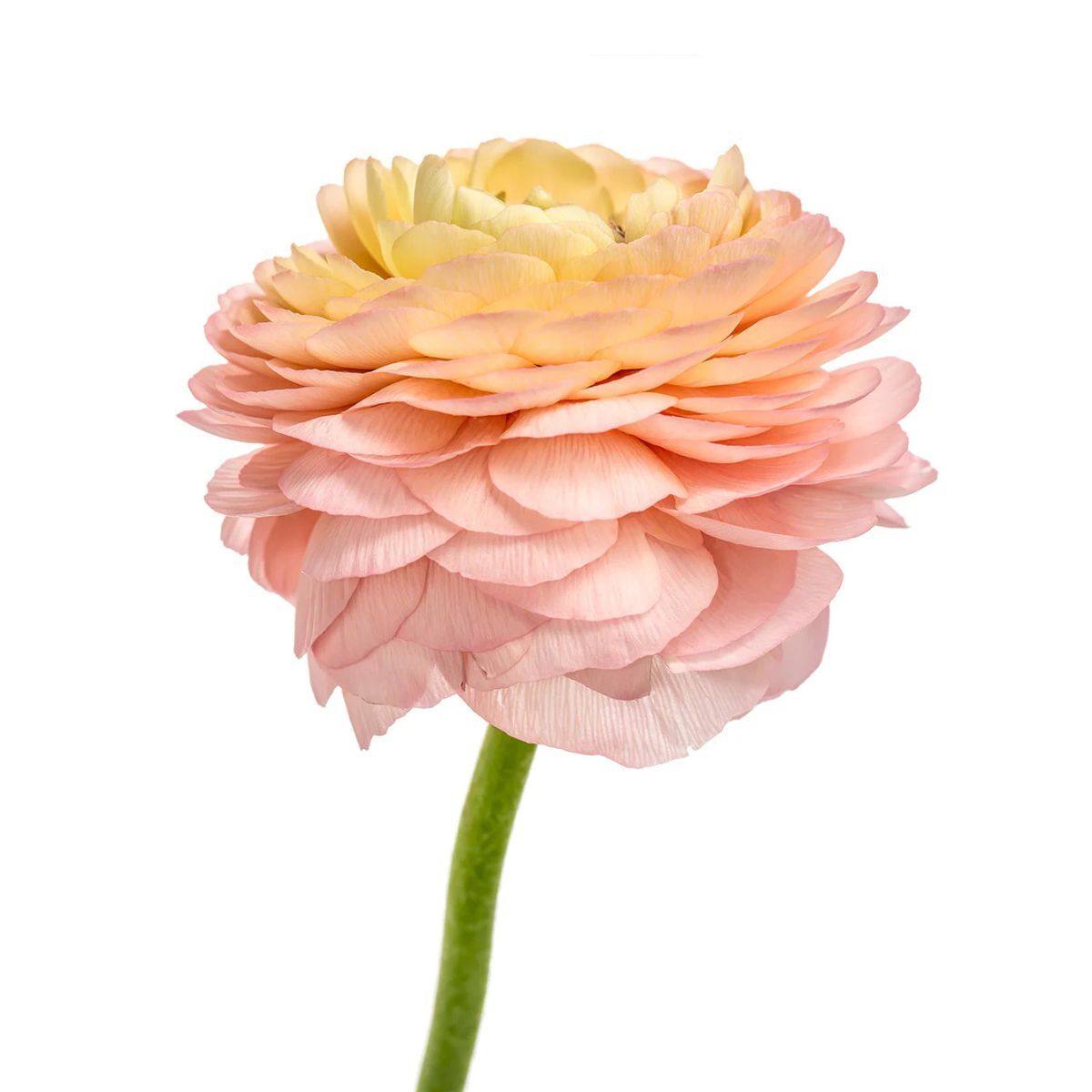 Ranunculus 