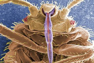 A close up view of a bedbug with its blood-sucking mouthparts.