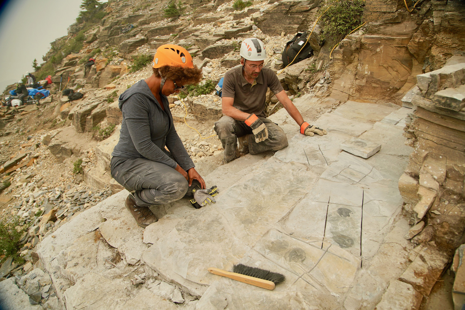 Millennium Falcon predator fossils