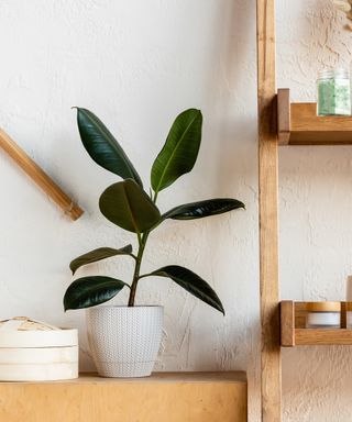 Rubber plant next to a wooden shelving in a bathroom