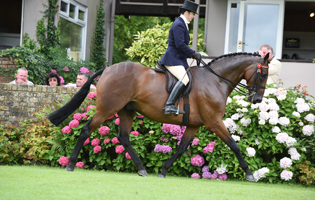 Royal International Horse Show, 29 07 2016THE SUPREME AMATEUR RIDING HORSE