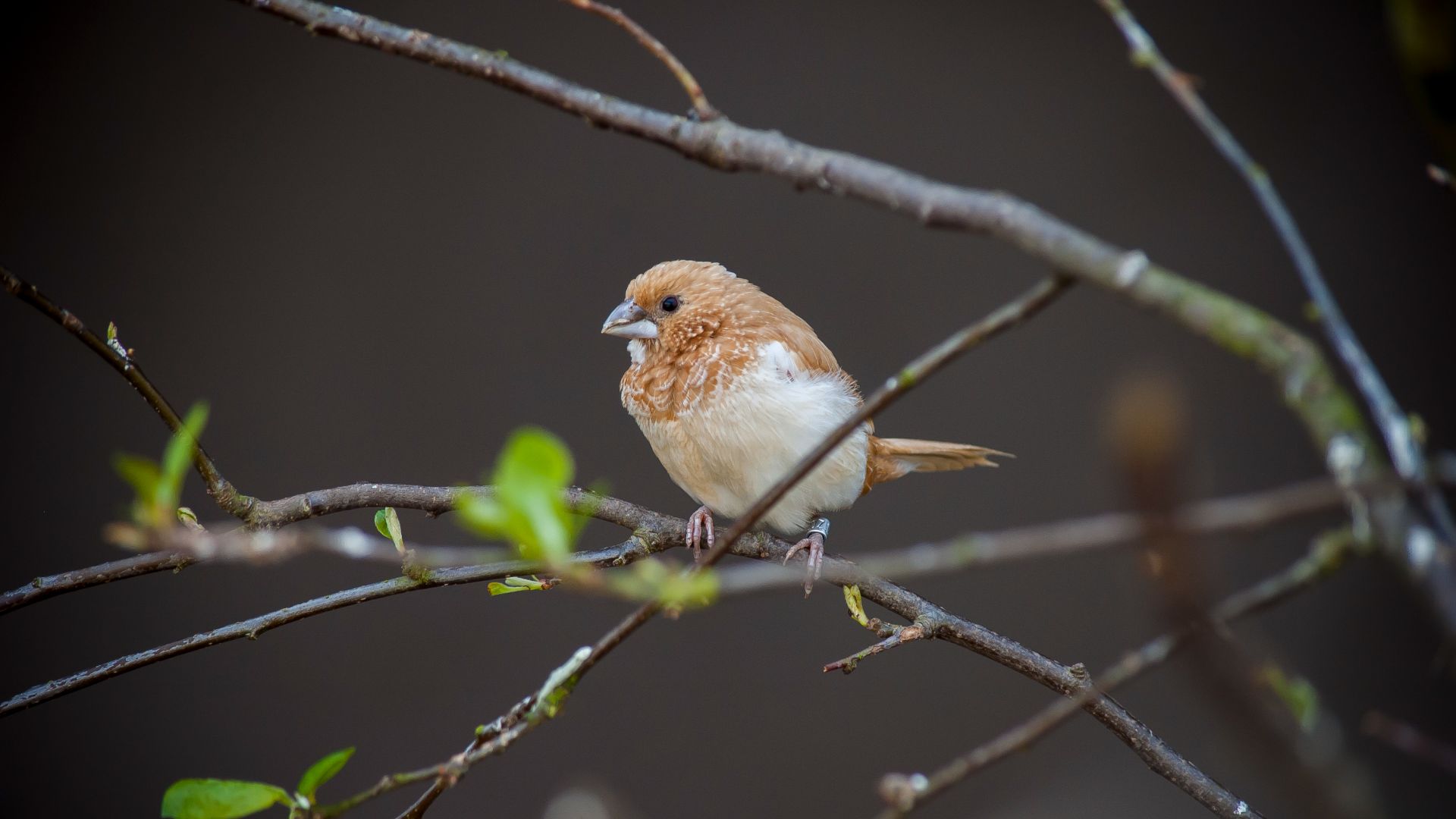 brown society finch on branch