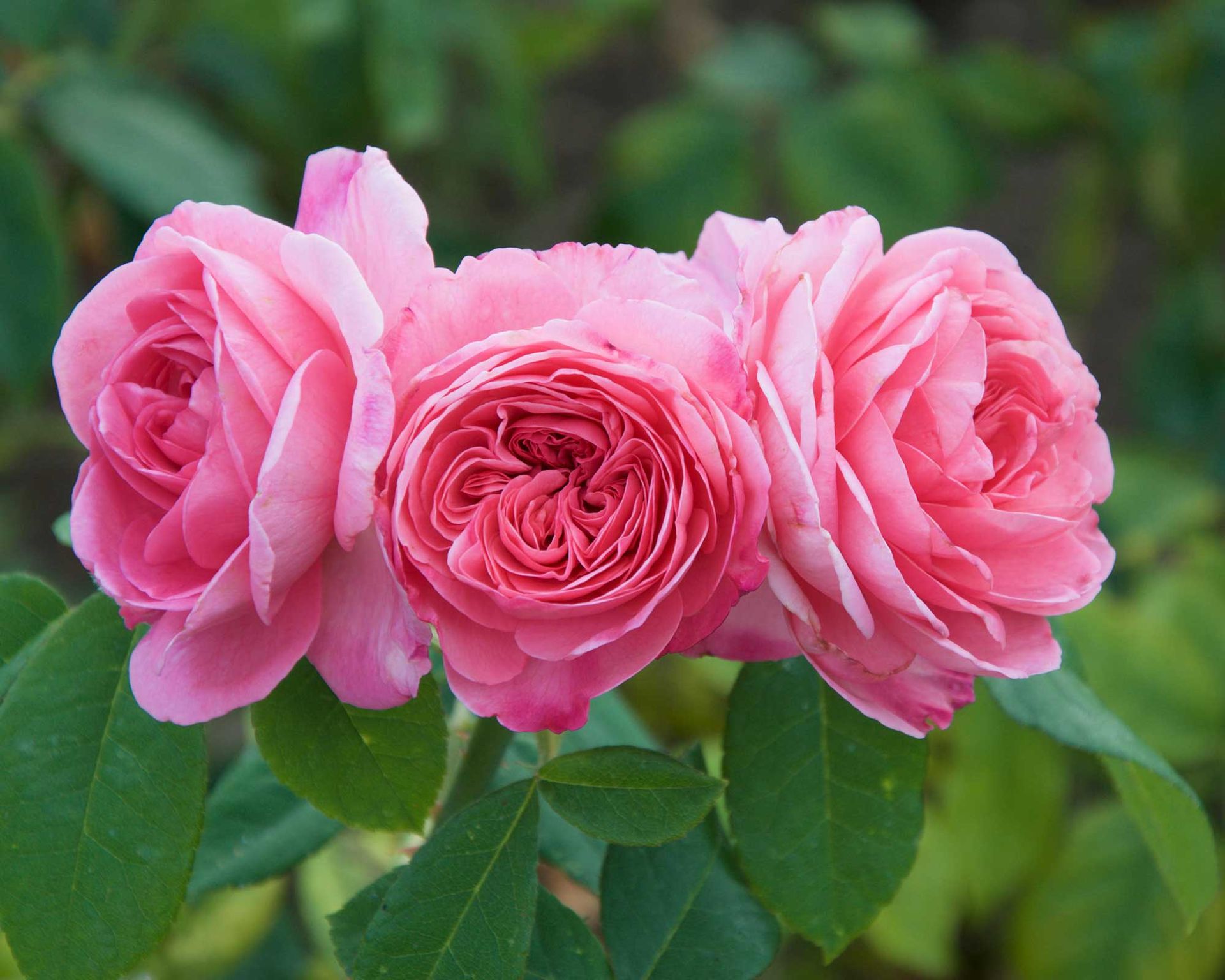 Repeat-flowering roses: 15 choices for blooms all summer | Gardeningetc