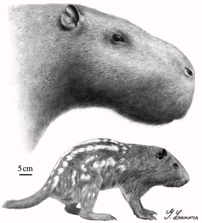 Huge Rodent Was Bigger than a Bull | Live Science