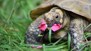 Tortoise eating rose petals